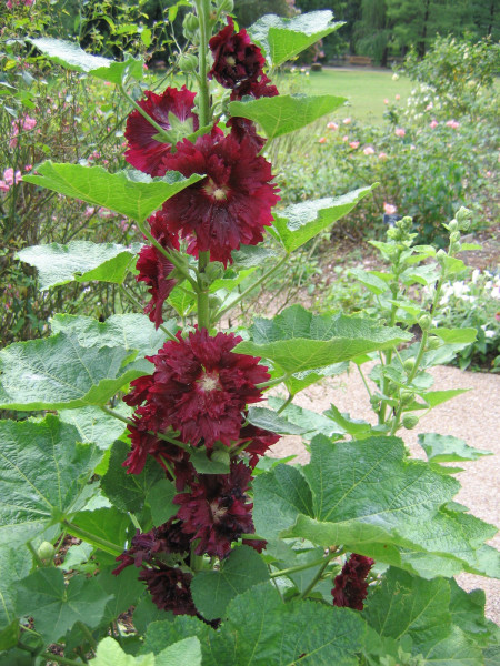 Hollyhocks frequently self-seed and return year after year. They come in countless colors and forms, with this double burgundy being less common.