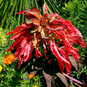 The fiery foliage of ornamental amaranth is a special gift in hot summer gardens. Photo © Neil Sperry