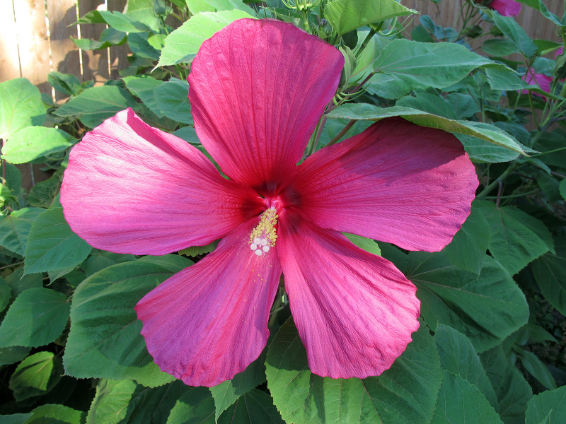 Moy Grande, a hibiscus bred by the late Dr. Ying Doon Moy of the San Antonio Botanical Garden, bears huge neon pink blossoms in abundance. Photo © Carolyn Skei.