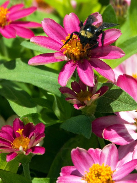 Zinnias are old-fashioned summer favorites that are still staples in gardens all across Texas. Photo © Neil Sperry.