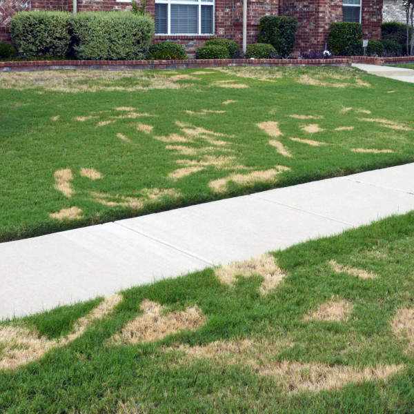 Pythium (cottony blight, or southern blight) in bermuda turf causes unusual patterns of dead grass. Usually a problem later in the summer, it popped up in early and mid-June this year.