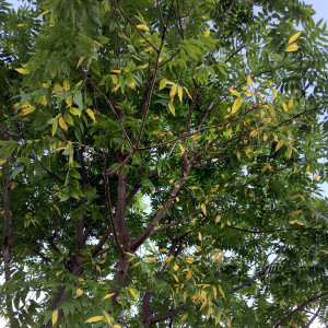 QA_0715_Chinese-pistachio