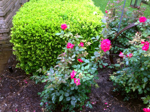 QA_0715_Rose