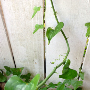 QA_0715_Smilax