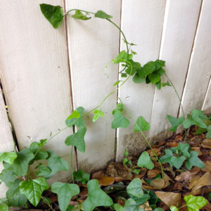 QA_0715_Snailseed