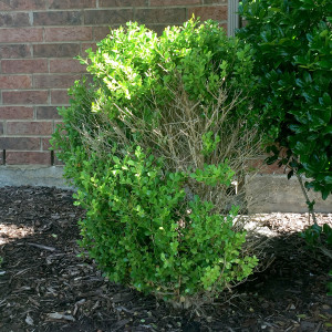 QA_0715_boxwood