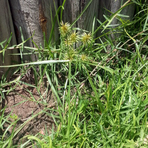 QA_0715_burs