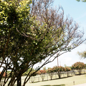 QA_0715_crape-myrtle