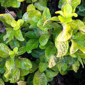 QA_0715_euomymus