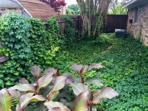 QA_0715_groundcover