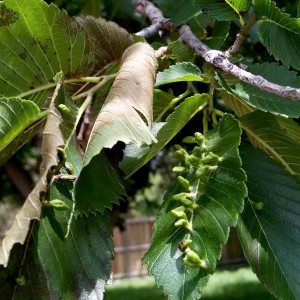 QA_0715_insect-galls