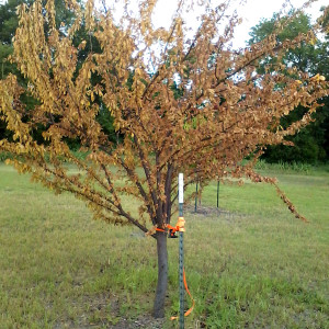 QA_0715_plum