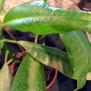 QA_0715_plumeria