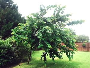 QA_0715_redbud