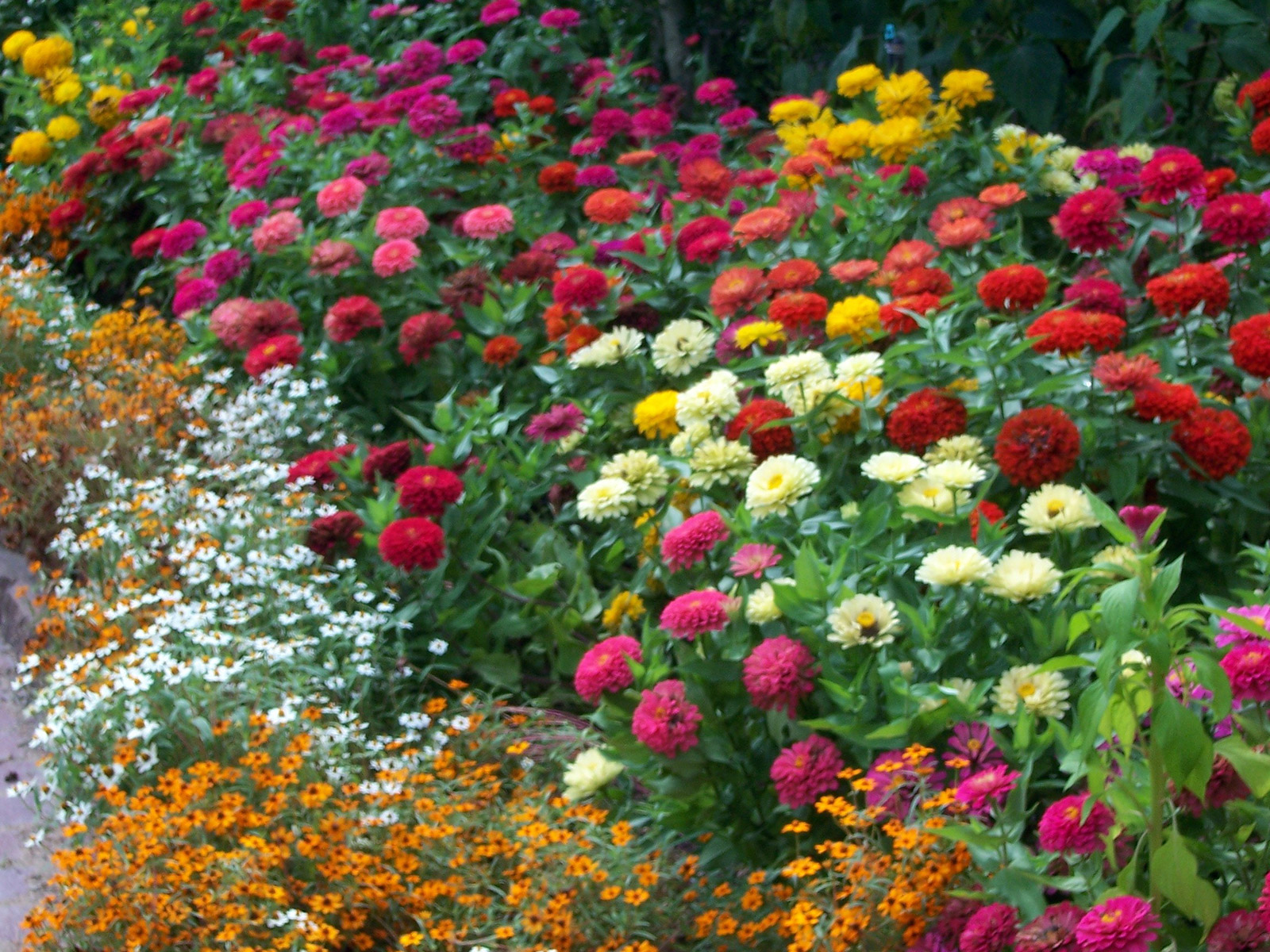 Title1ZinniasWelch - Neil Sperry's GARDENS Magazine