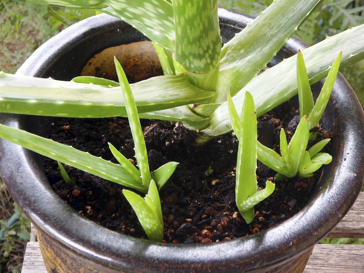 Aloe Vera Pups Mccormick Cyndy Neil Sperrys Gardens Magazine 5549