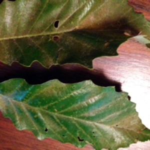 CYNDY-Chinquapin-tops-of-leaves