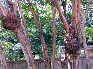 CYNDY-Crape-myrtle-burls