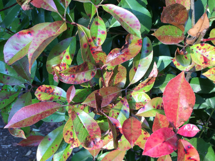CYNDY-Photinia-problem-Entomosporium-close2