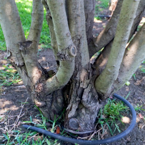 CYNDY-Photinia-problem-trunk