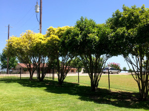 CYNDY-Photinia-yellowing