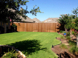 CYNDY-Yard-needs-another-tree