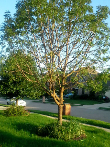 Chinese-pistachio-weak-foliage-CYNDY