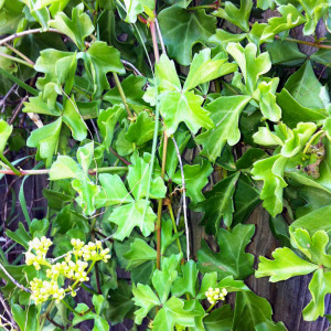 Cissus-trifoliata-question-from-Midland-CYNDY
