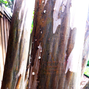 Crape-myrtle-trunk-ooze-CYNDY