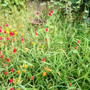 Dallisgrass_NO-it-is-not-CYNDY