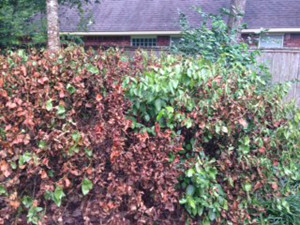 Dying-viburnum-low-res-CYNDY