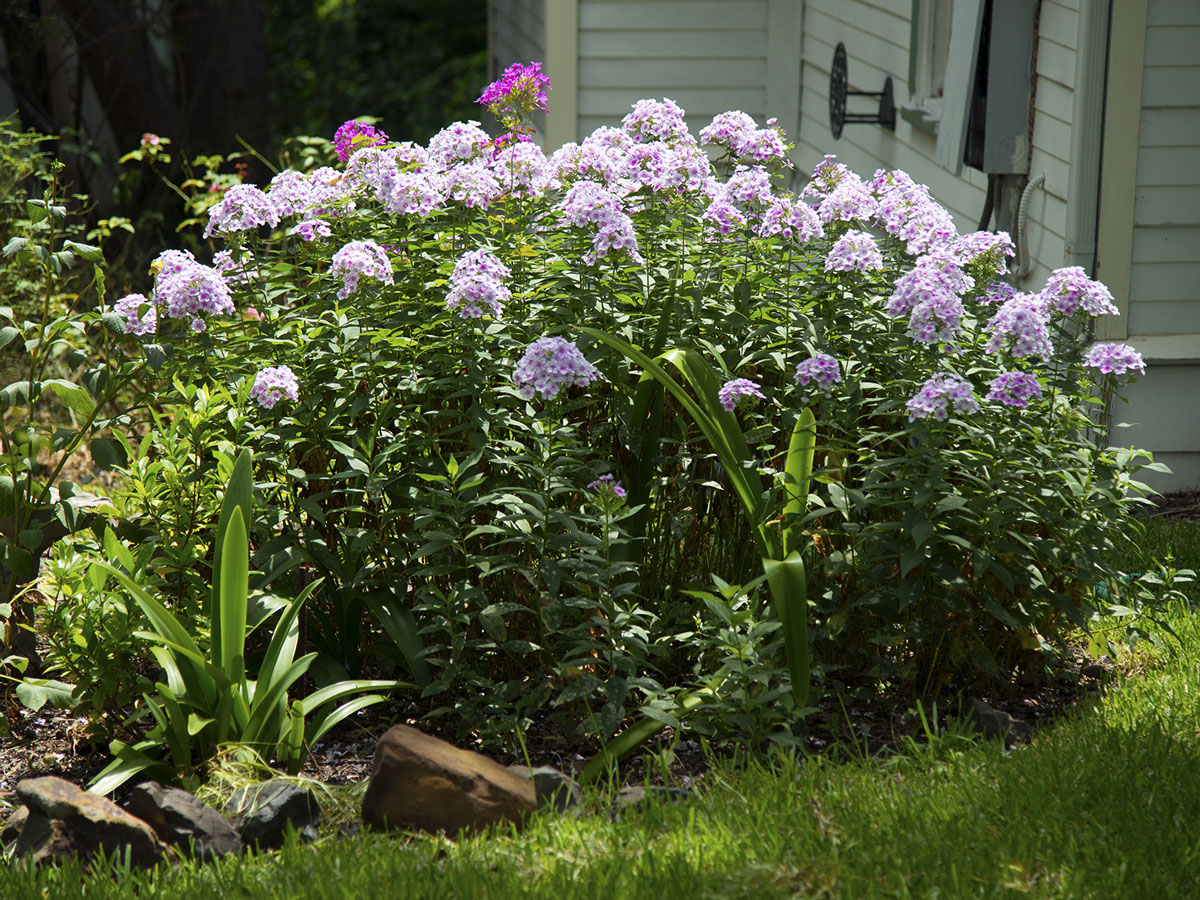 John-Fanick-phlox-Welch-Sperry-photo-CYNDY - Neil Sperrys GARDENS Magazine