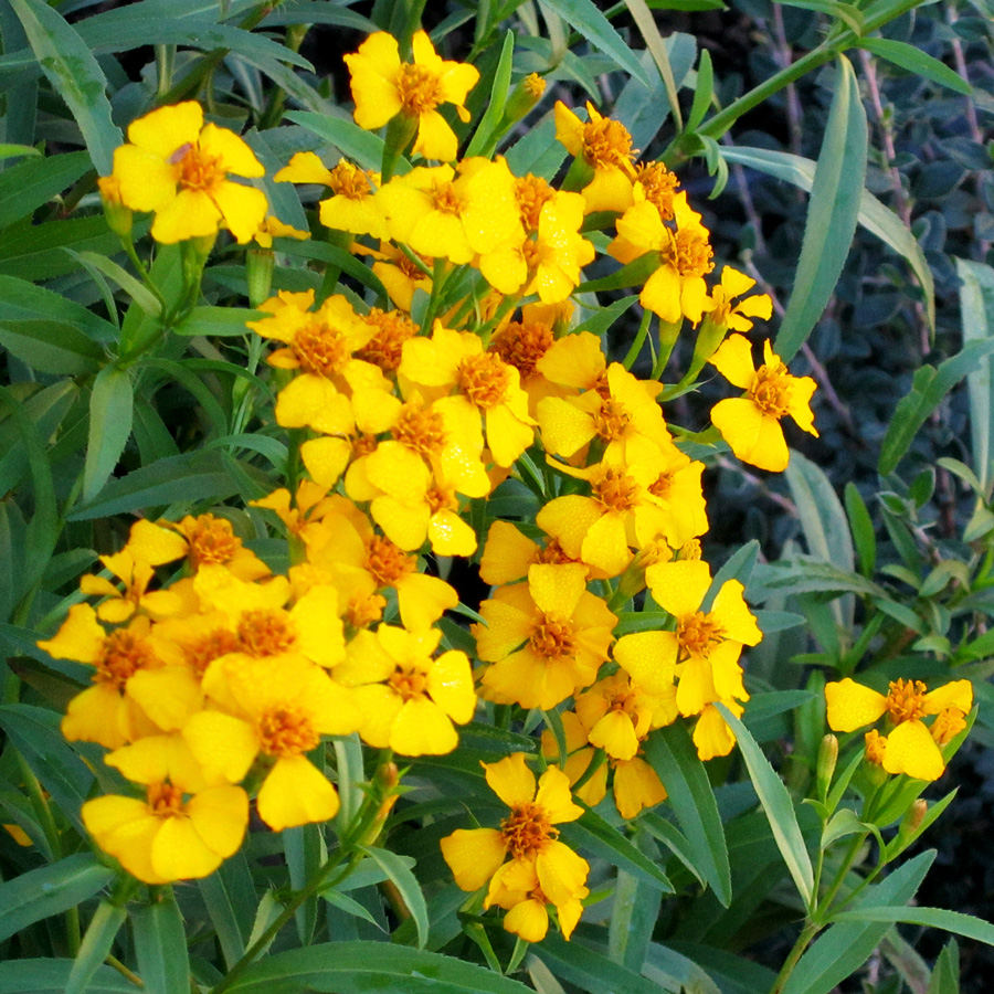 Mex-Mint-marigold-CYNDY - Neil Sperry's GARDENS Magazine