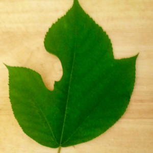 Paper-mulberry-tree-with-long-roots-CYNDY