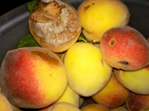 Peach-problems-CYNDY