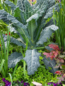 Italian heirloom kale can fill a spot in a flowerbed, preferably near the kitchen door!