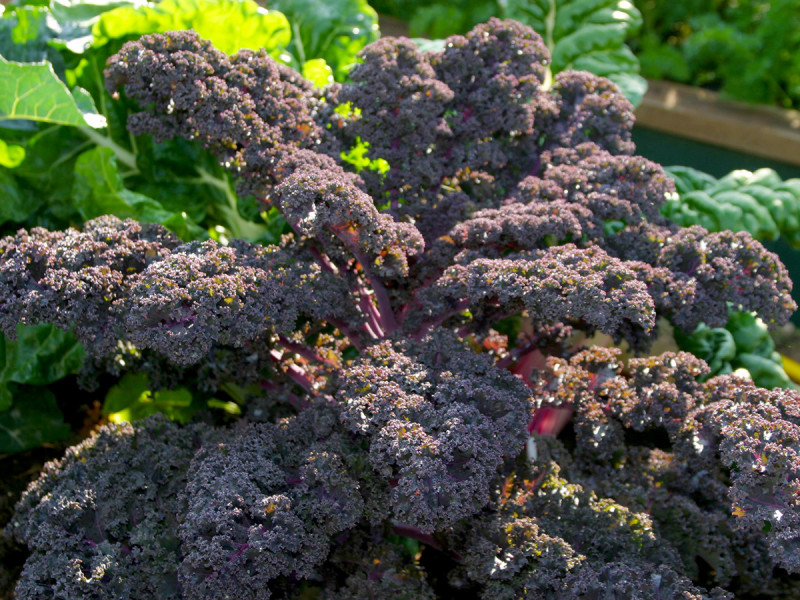 Redbor kale is “almost too pretty to eat,” per the author.