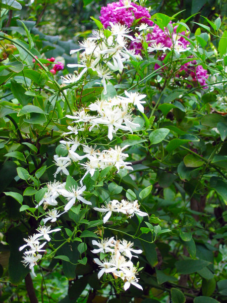 These creamy white flowers are produced on vines that grow vigorously and without hesitation on vines that thrive on neglect. Photo © Steve Huddleston.