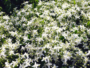 To get sweet autumn clematis started, provide it with a bit of sunlight but keep the roots cool, shaded by other plantings, mulch or even a large rock. Photo © Neil Sperry.