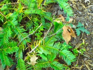 QA-Dwarf-yaupon-sprouts-WEB