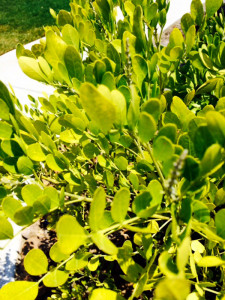 QA-Texas-Mountain-laurel-A-WEB