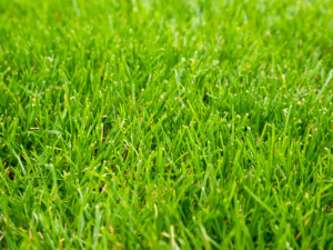Ryegrass-close-and-low-WEB