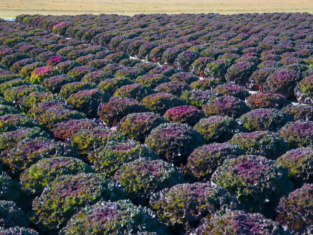 Hundreds of ornamental kales being readied for market at Forest Grove Nursery in Allen. Photo © Neil Sperry.