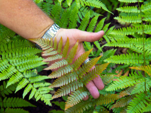 Fall weather prompts coppery new growth in ‘Brilliance’ autumn ferns.