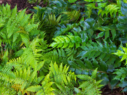 Autumn fern (on left) and holly fern (right) thrive in the Eugenia Leftwich Palmer Fern Dell at the Dallas Arboretum.
