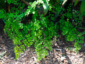 Dainty and ever-popular Southern maidenhair fern is so much tougher than it looks.