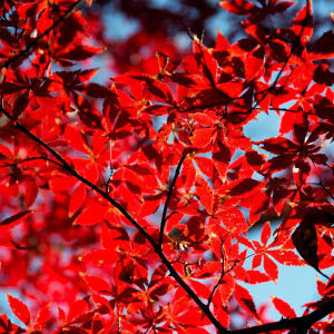 ‘Bloodgood’ Japanese maple holds its burgundy color all summer, then turns intense red in the fall.