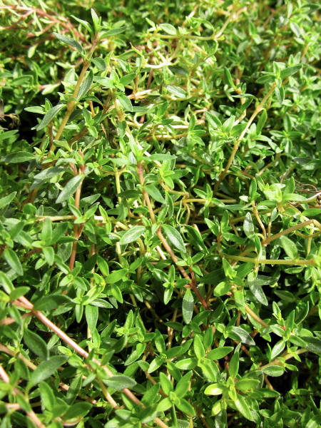 Caraway thyme tolerates humidity, making it a popular groundcover in the South. Photo © Diane Morey Sitton.