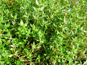 French thyme, or common thyme, is the bushy staple of many kitchen gardens. Photo © Diane Morey Sitton.