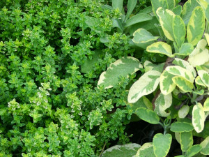 Lemon thyme and golden sage are combined in this low-growing fragrant border. Photo © Ann McCormick.